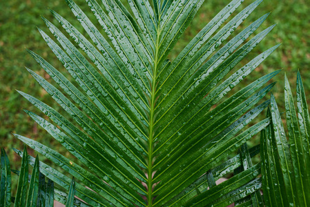 树叶和树枝上有雨滴。绿色的叶子, 一个健康的植物闪闪发光的雨滴。绿叶代表着大自然和新鲜的完美。惊人的自然背景或横幅