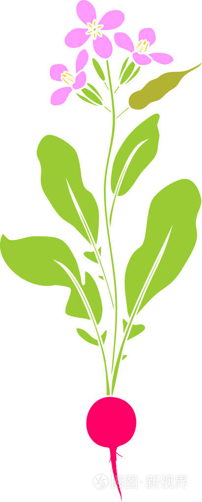 萝卜花植物剪影