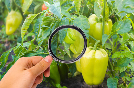 食品科学家检查胡椒中是否有化学物质和杀虫剂。健康的蔬菜。果树.农业。收获。农业作物。农工业产业结构研究