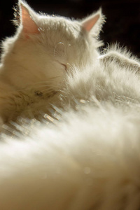 白猫。白养殖土耳其安哥拉位于太阳。羊毛闪光