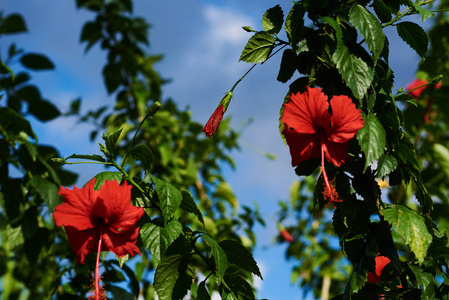 美丽明亮的大花红色芙蓉与绿色的树叶在热带花园。蓝天的背景。美丽的树枝, 叶子和鲜艳的花朵。夏日盛开的背景