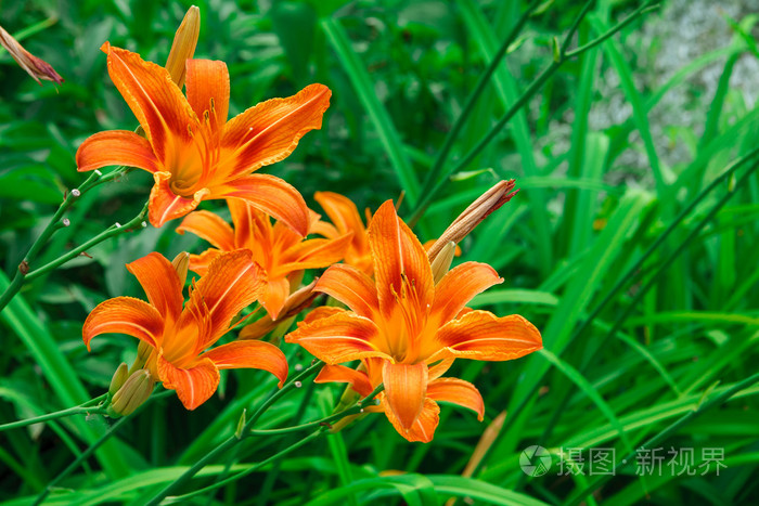 美丽的橙色百合花卉背景