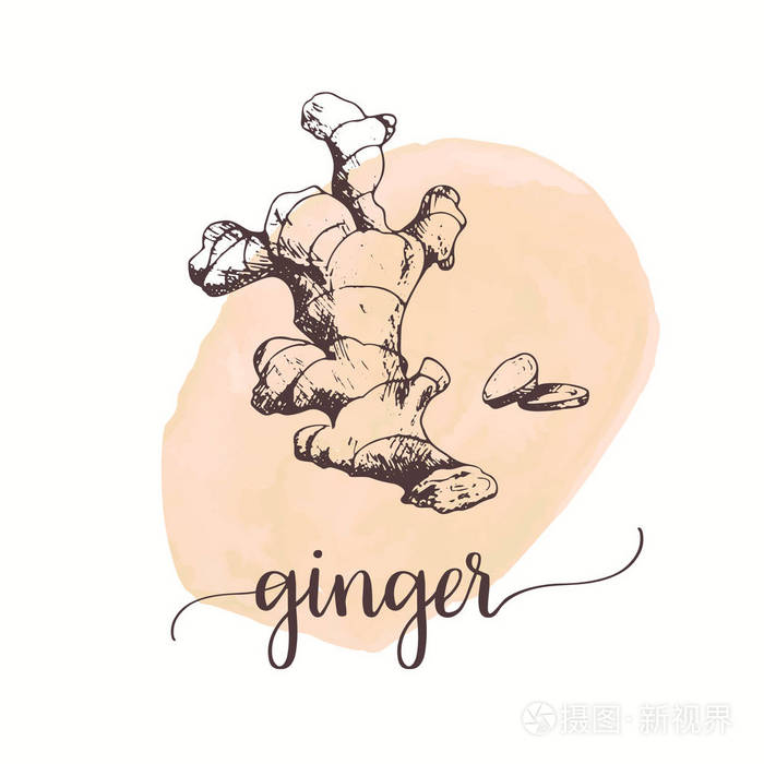 水彩颜料上的生姜素描.手绘墨水插图矢量设计标签, 卡片, 包装, 促销