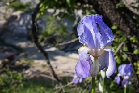 在自然界中生长野生的虹膜植物的细节, 可能在一个前花园。Omisalj, 克尔克岛, 克罗地亚