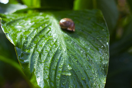 绿叶有露水滴。雨中的植被