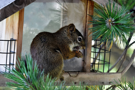 一只年轻的棕色松鼠从木制鸟饲养者那里突袭向日葵种子的图像