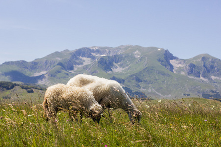 在绿色的牧场上放牧绵羊