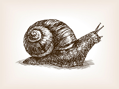 蜗牛素描图片