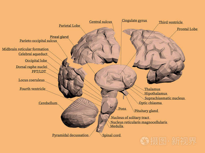 人脑的结构.大脑分为部分 每个部分都有名字.矢量插图