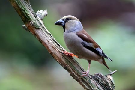 Hawfinch 鸟坐在树上