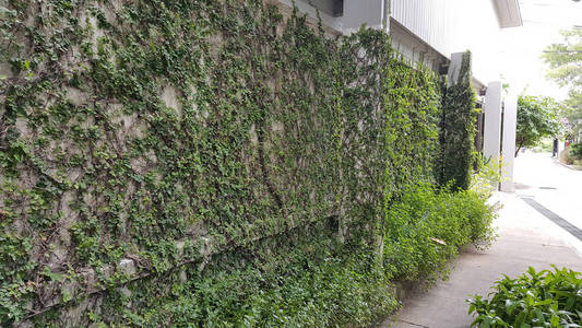 Coatbuttons, 墨西哥雏菊在墙上种植的小叶子, 用作装饰房子的墙或栅栏的装饰植物。榕荔