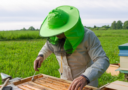 养蜂人的工作