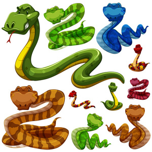 组的不同类型的蛇