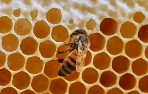 框架的蜂窝蜜蜂