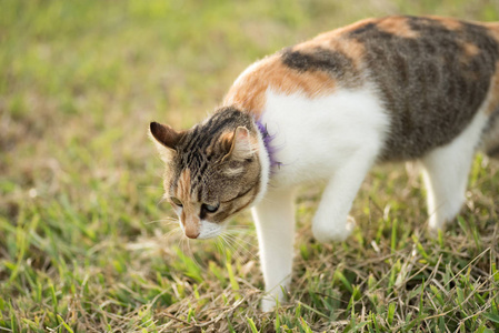 小猫在草地上, 家养猫在户外