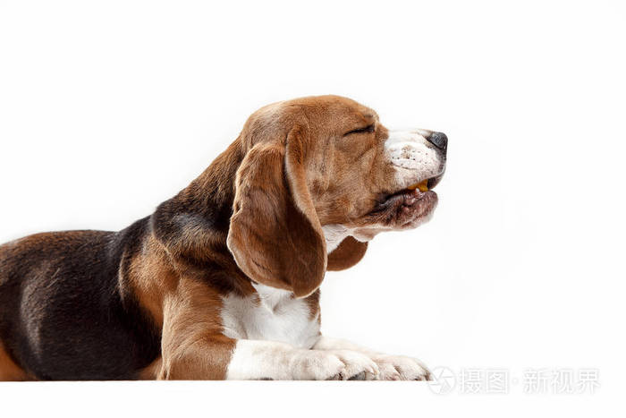 可爱的小猎犬狗坐,在白色背景上被隔绝的前视图