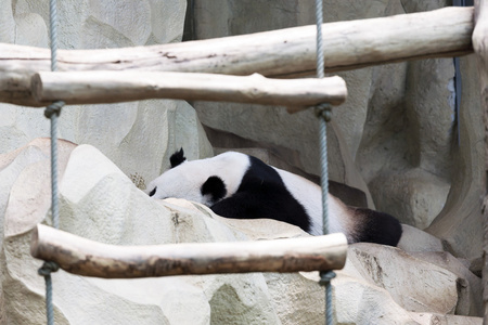 睡在海角在动物园里的熊猫