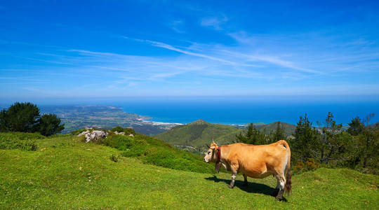 西班牙背景下的高山与海洋中的阿斯图里亚斯牛