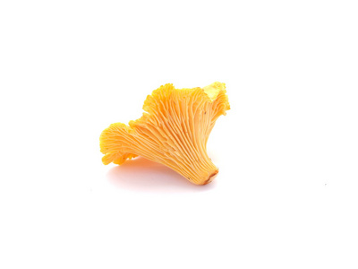 鸡油菌蘑菇在白色背景上