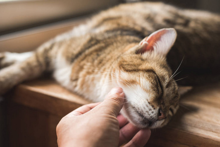 家猫睡在桌上的肥肉