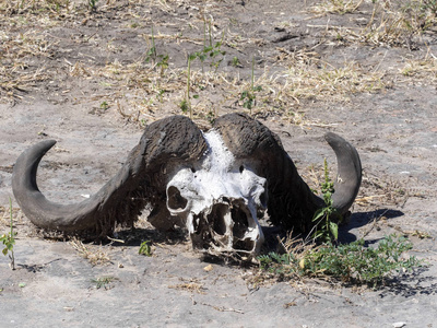 博茨瓦纳丘比国家公园非洲水牛头骨