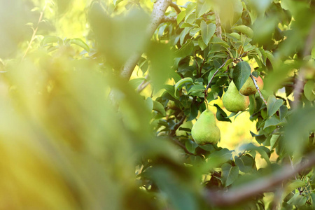 绿色树多汁梨在花园