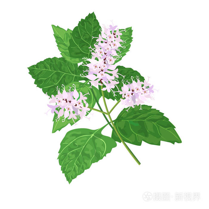 广藿香被称为广 cablini.在白色背景上的矢量插图.