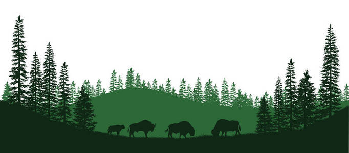 美国野牛的黑色剪影。森林动物自然全景。孤立的景观。野生动物现场