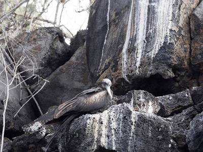 男性 Fregata magnificens, 壮观的 frigatebird 在一个岩石巢在海之上, 圣克鲁斯, 加拉帕戈斯