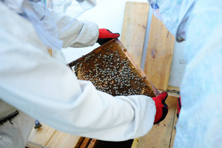 养蜂从蜂巢里拿出蜂巢的框架