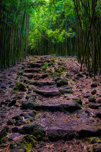 景观图的竹林和崎岖的小路，毛伊岛