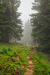 雾，仙境乌克兰喀尔巴阡松树林的山路