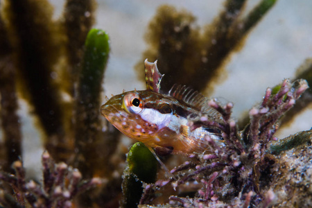 超级 Klipfish 婴儿 Clinus superciliosus 水下前视图婴儿鱼坐在海草之间