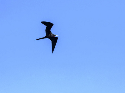 飞行男性壮观的 frigatebird, Fregata magnificens, 圣克鲁斯, 加拉帕戈斯群岛, 厄瓜多尔