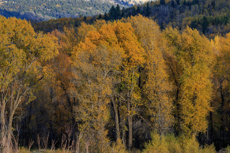大提顿国家公园秋季景区景观