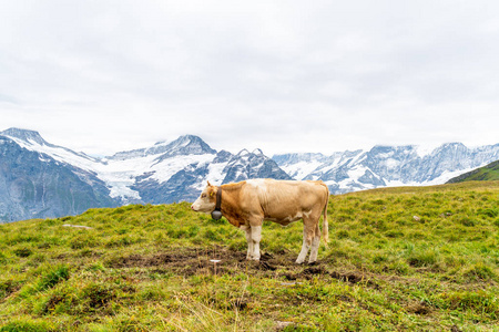 母牛在瑞士阿尔卑斯山在格林德沃首先