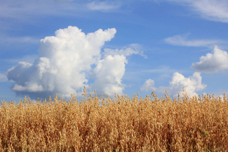 大视场的新鲜小麦在农村