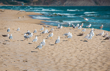 海边的一群海鸥
