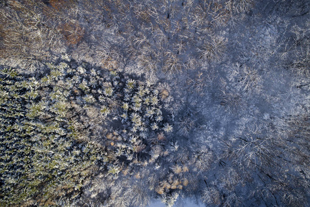 阳光明媚的冬日白雪覆盖森林的鸟瞰图