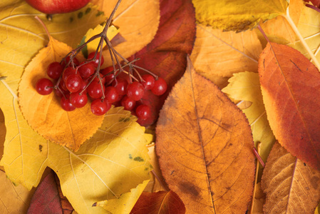 秋天的收获罗恩和苹果在落叶上。秋季最佳背景