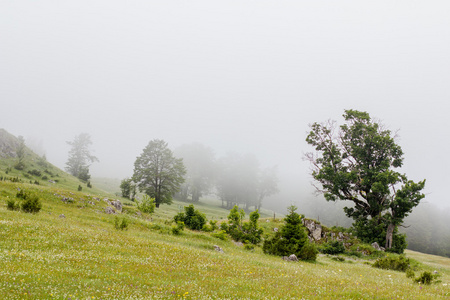 自然景观有雾的早晨