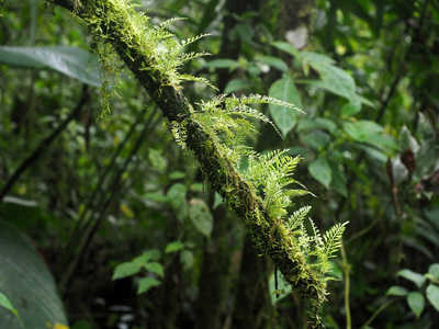 厄瓜多尔 Maquipucuna 的山雾森林的内部