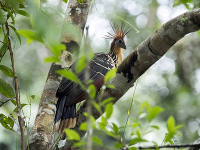 雉, Opisthocomus hoazin, 经常发生在亚马逊流域, 河流那坡县, Yasuni 国家公园, 厄瓜多尔