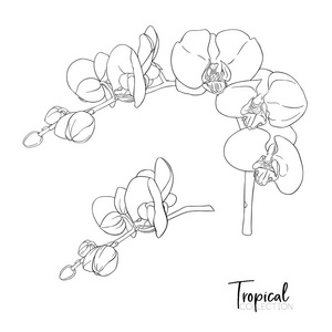 热带植物。植物学风格中的矢量插画