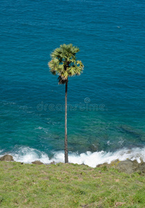 海景棕榈树