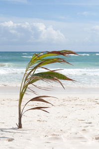 棕榈和热带海滩
