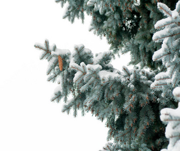 树枝上覆盖着雪锥的蓝色云杉树