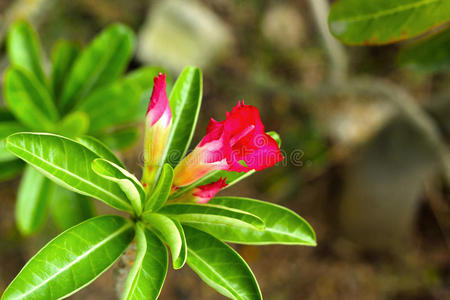 杜鹃花自然界的粉红色花朵