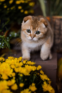 小猫苏格兰直, 砍耳朵蓬松, 动物树秋天