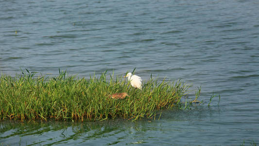 雪白的白鹭在湖边